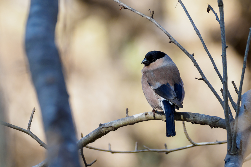 枝の上のひととき