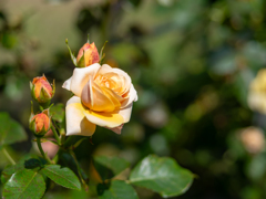 Spring Rose Ⅲ