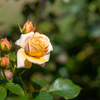 Spring Rose Ⅲ
