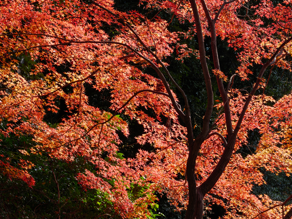 なごりの紅葉