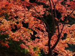 なごりの紅葉