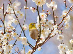 梅の花とメジロさん