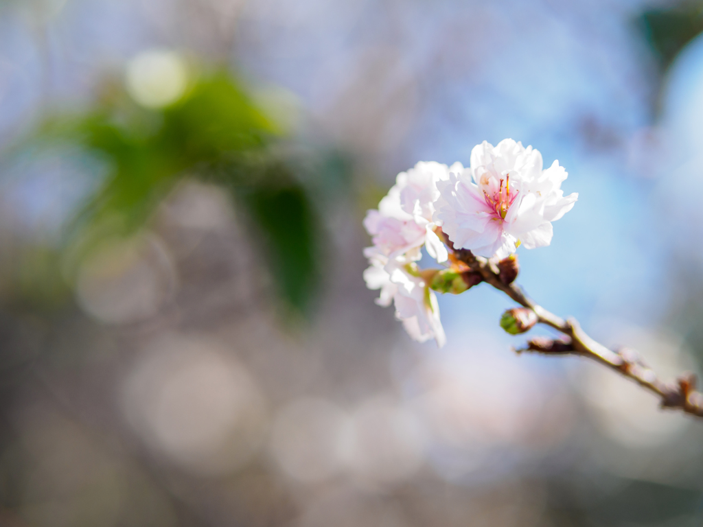 寒空の下に冬桜