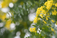 春色のあつまり