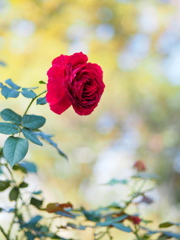 autumn rose