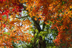 秋彩のカーテン