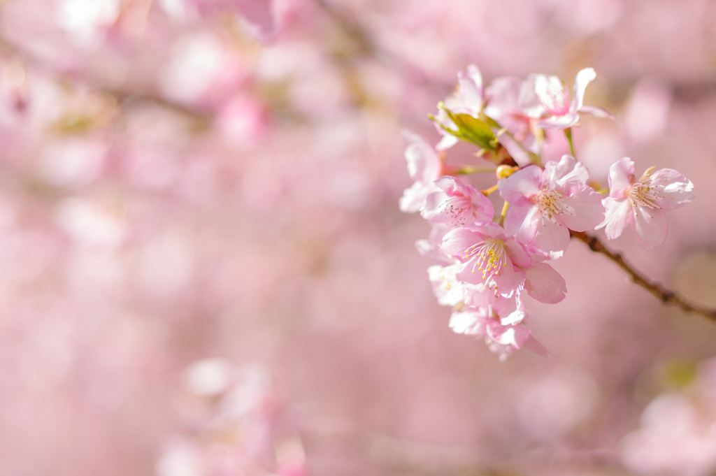 春のあしおと