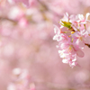 春のあしおと
