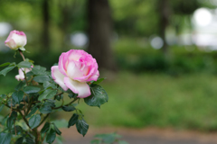 Spring Rose