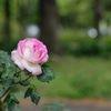 Spring Rose