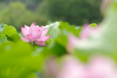 花蓮 Ⅱ