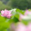 花蓮 Ⅱ