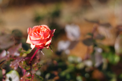 秋薔薇の名残