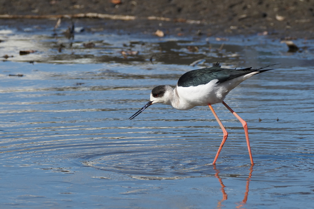 波紋の中に佇む