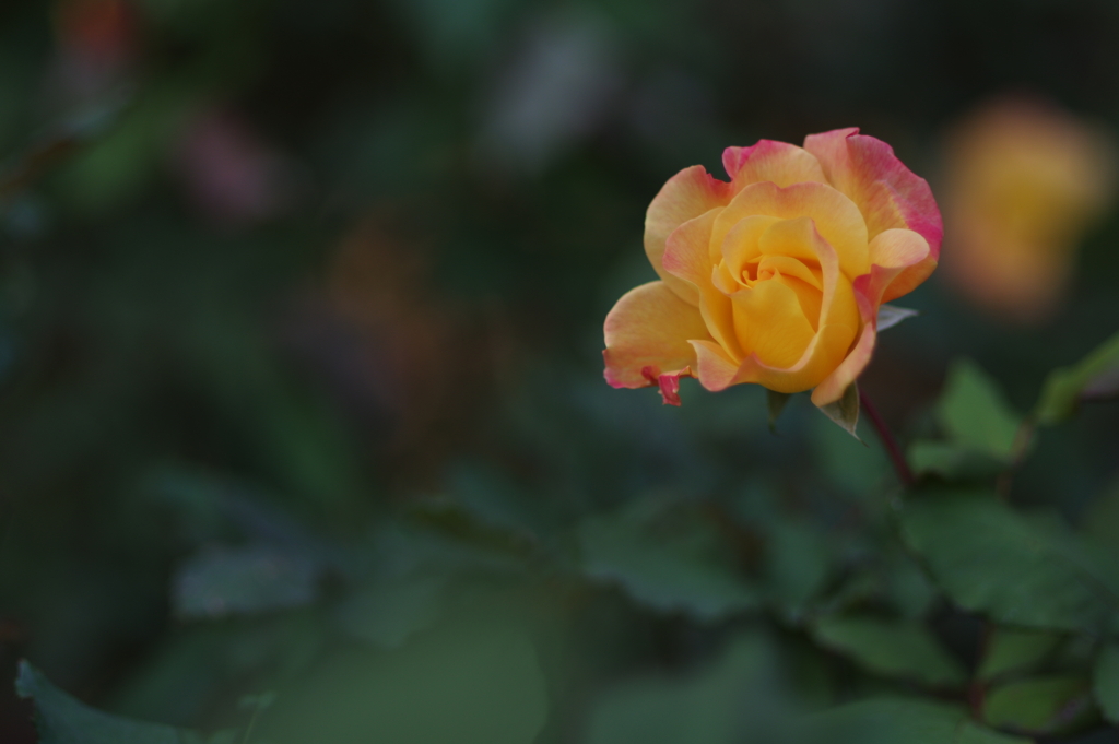 ひそやかに咲く