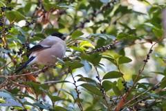 木々のあいだに潜む