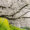 桜トンネル