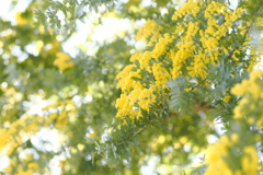 やわらかな黄色