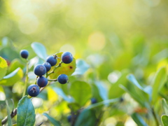 purple fruit