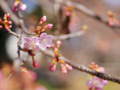 開花