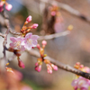 開花