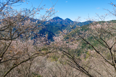 冬桜 I