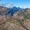 冬桜 I