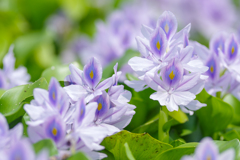 涼花