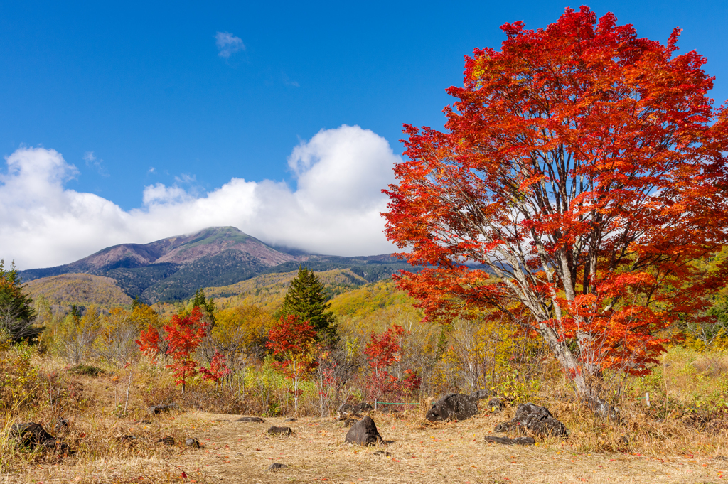 秋彩の大カエデ