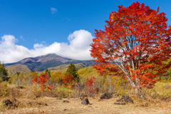 秋彩の大カエデ