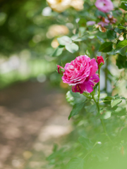 Spring Rose Ⅱ