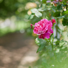 Spring Rose Ⅱ