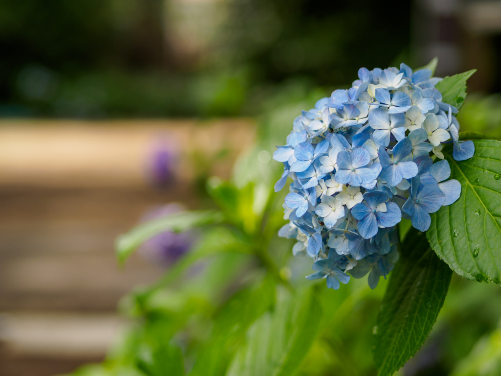 水色紫陽花