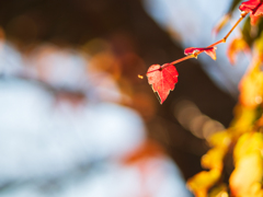 small autumn