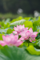 花蓮 Ⅲ