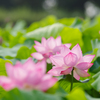 花蓮 Ⅲ