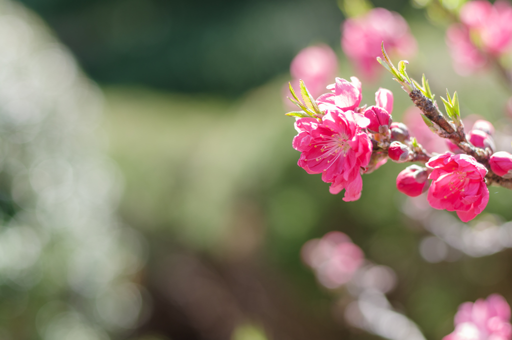花桃 Ⅱ