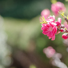 花桃 Ⅱ