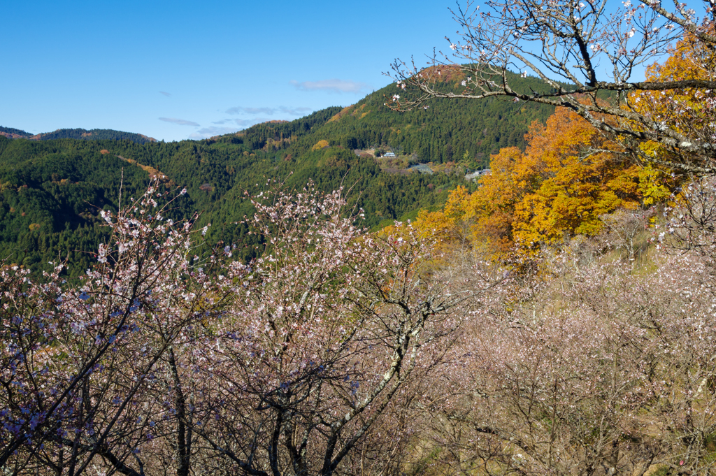冬桜 II