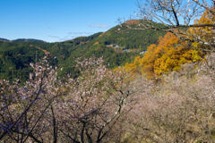冬桜 II