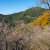 冬桜 II