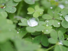 雨上がり