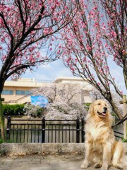 春の犬