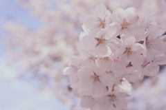 弥生の桜