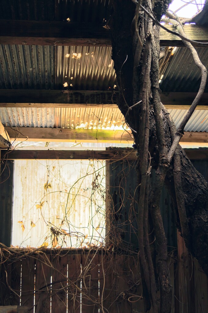 廃小屋から伸びる