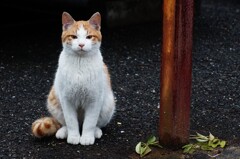 しゃきっと