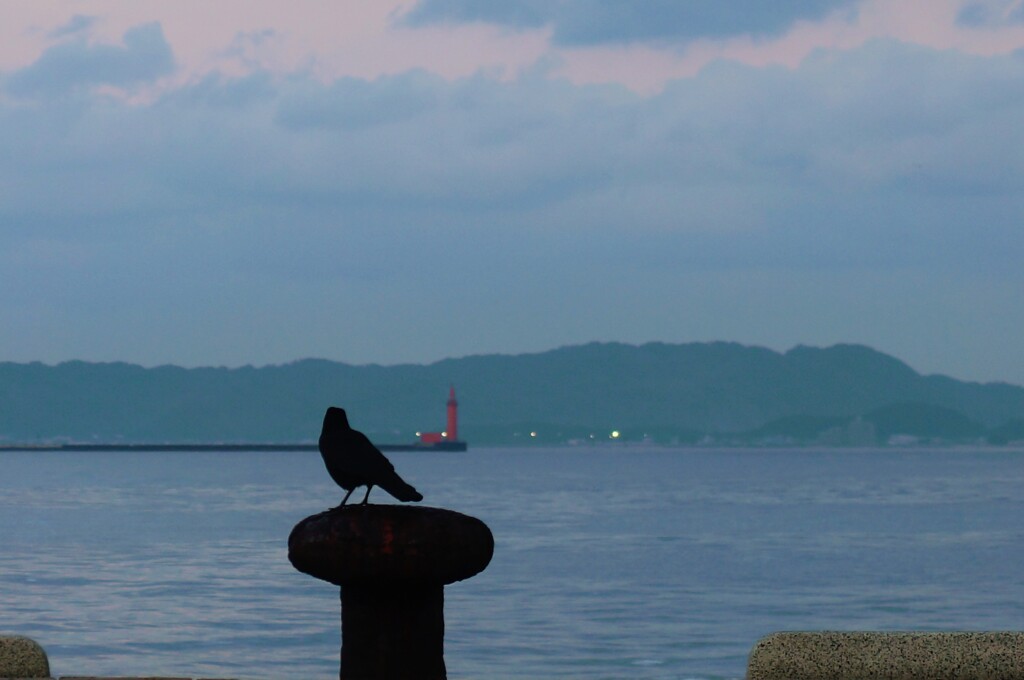 遠望カラス