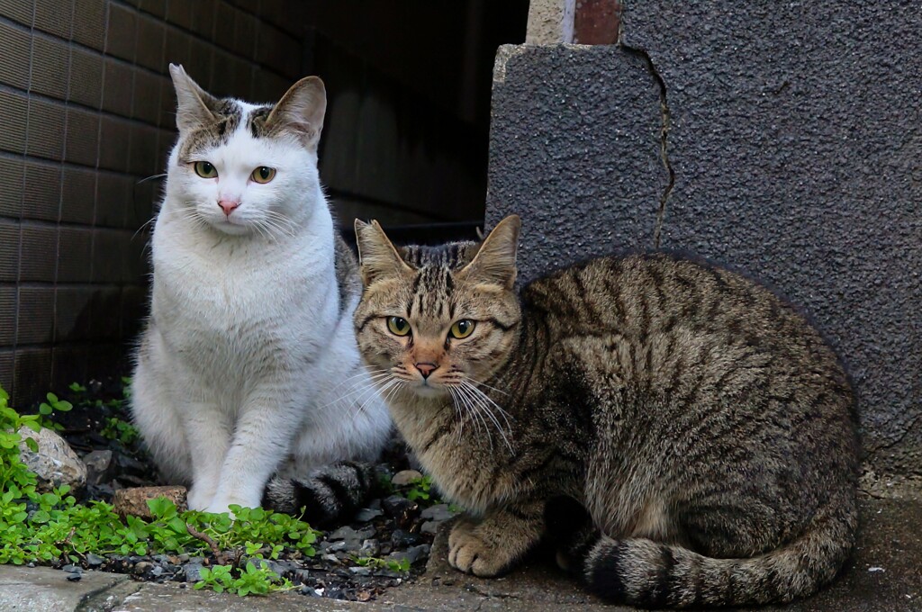 さくらねこ二匹