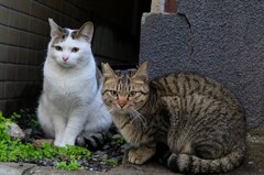 さくらねこ二匹