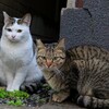 さくらねこ二匹